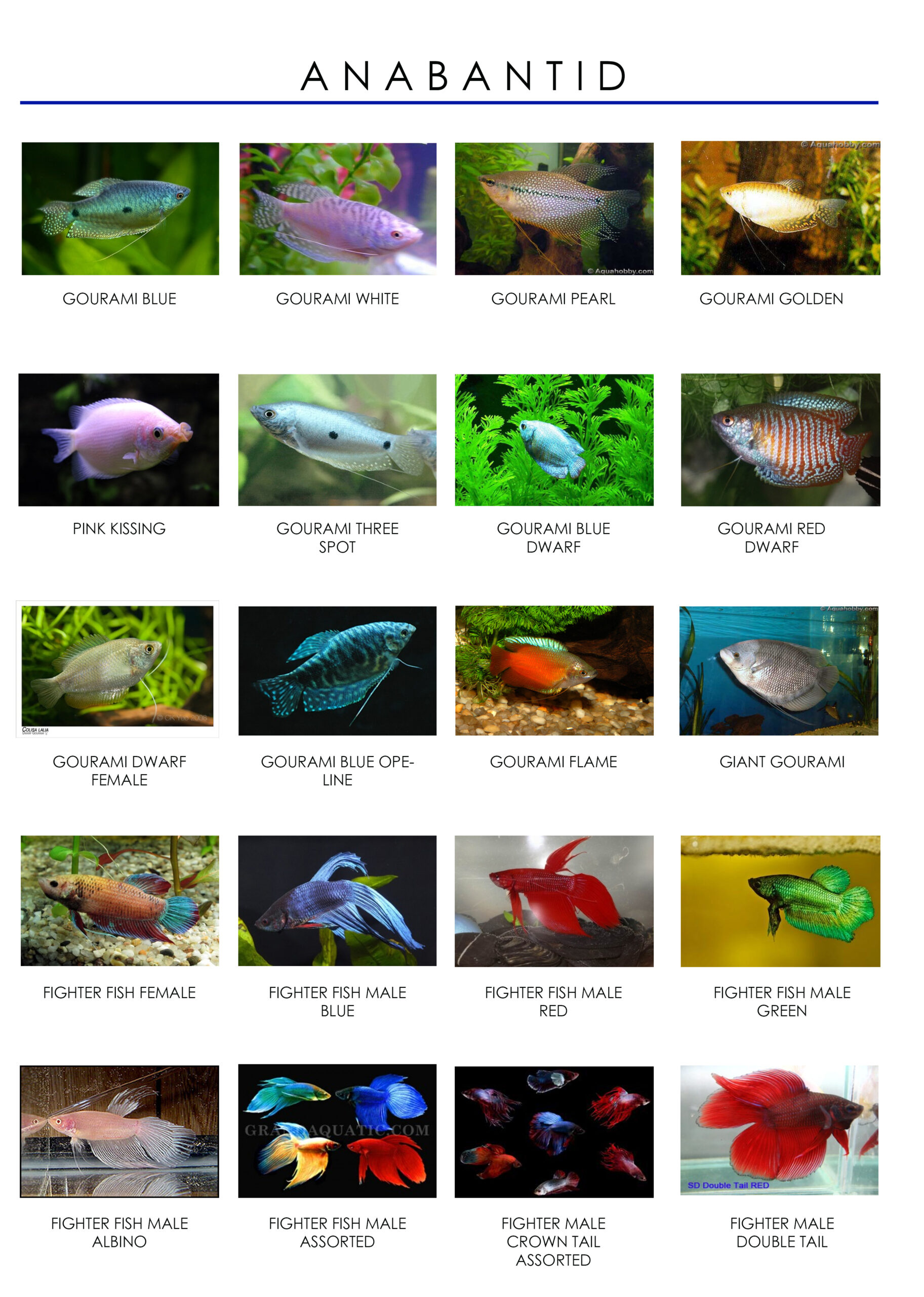 689acc77eb1bd scaled