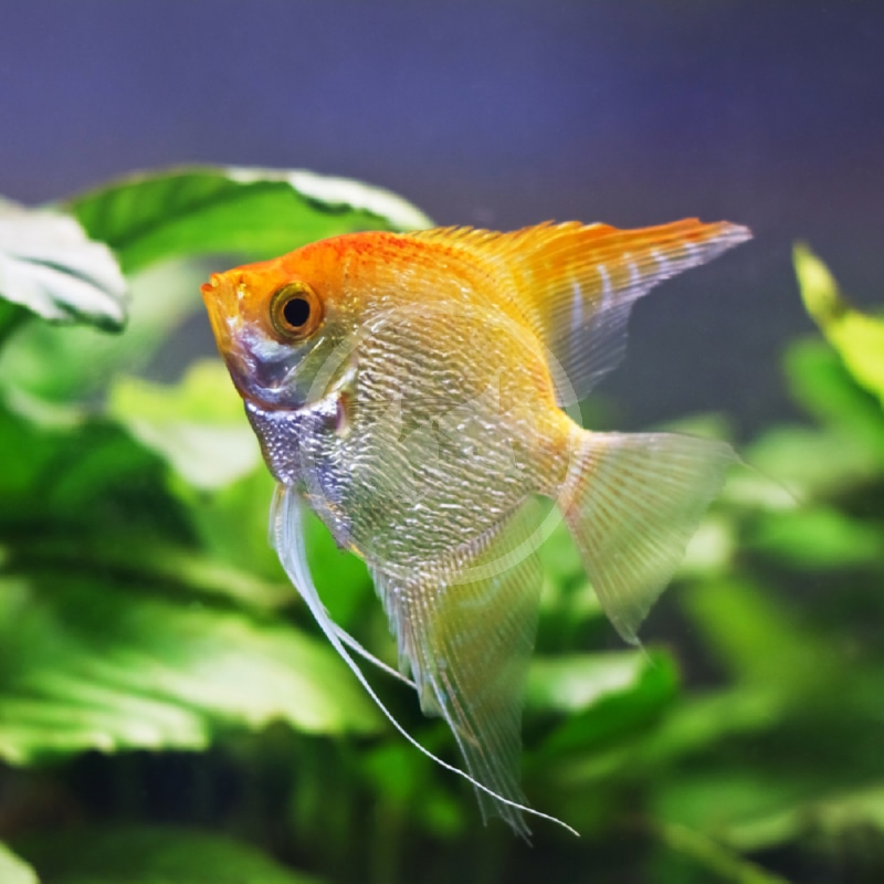 ANGELFISH FW GOLD Pterophyllum scalare
