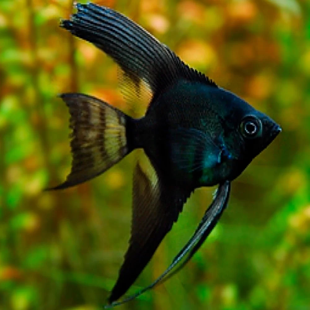 Angelfish Black