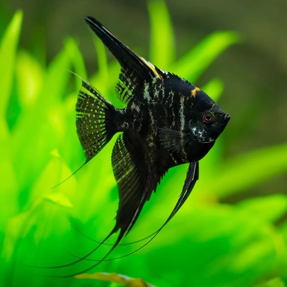 Angelfish Dark Marble 1