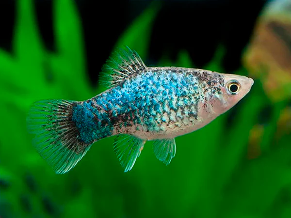 Blue Calico Platy