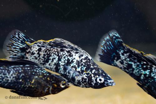 Dans Fish Silver Marble Molly Pair Silver Marble Molly Poecilia sp 1 84a6ffbefb8d491fb28a1b056ee86f86 13380