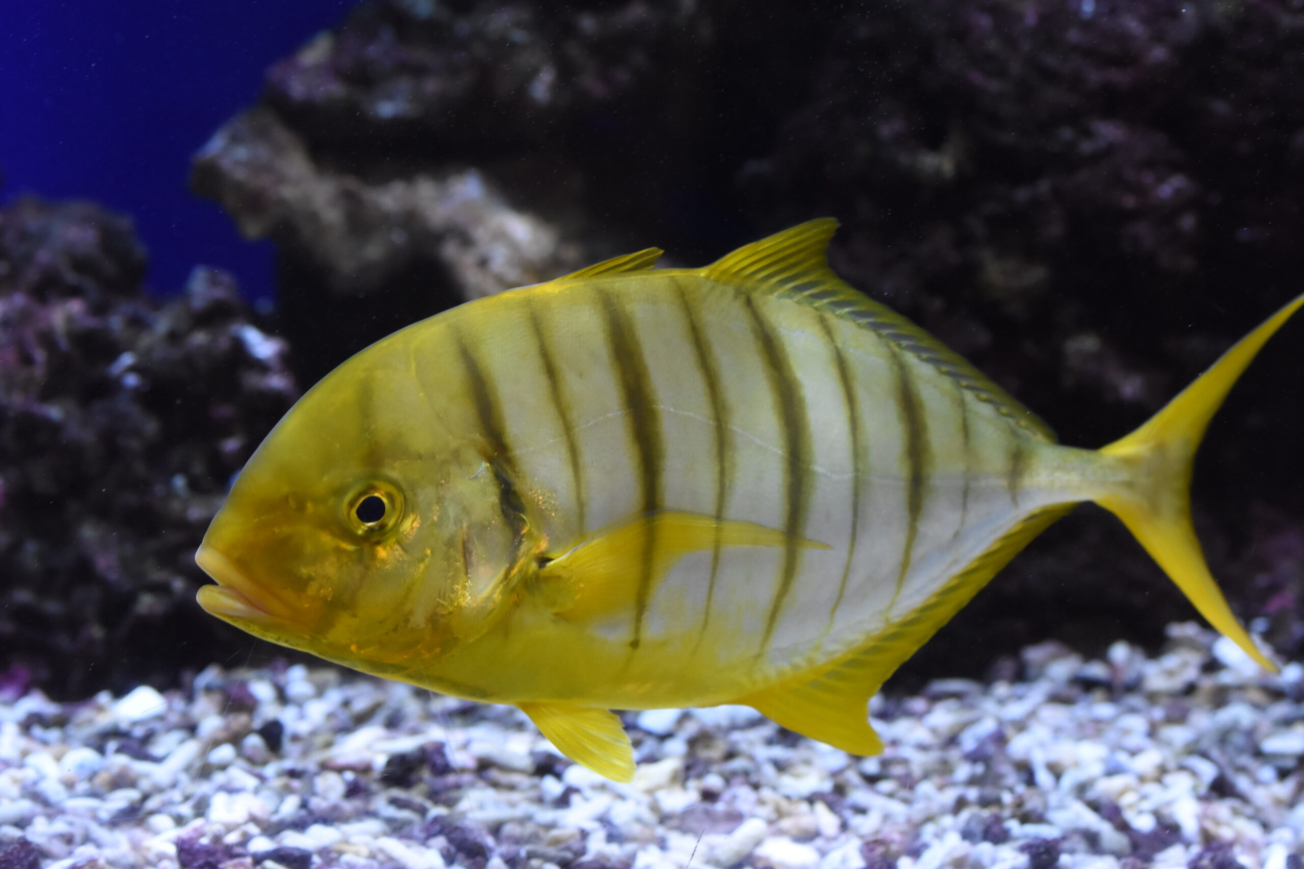 Gnathanodon speciosus Aquarium Oniria BCH 1394 scaled