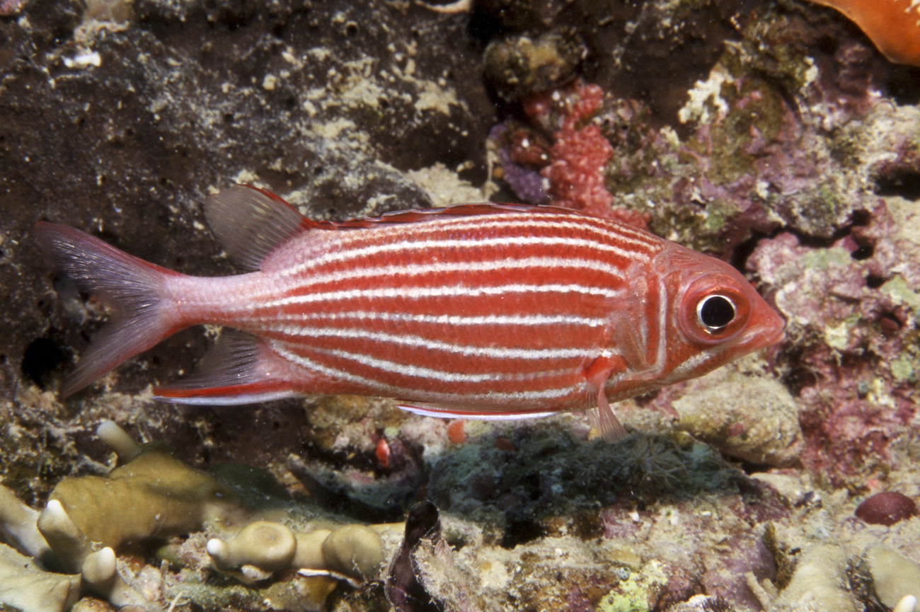 SargocentDiademErikSchlogl