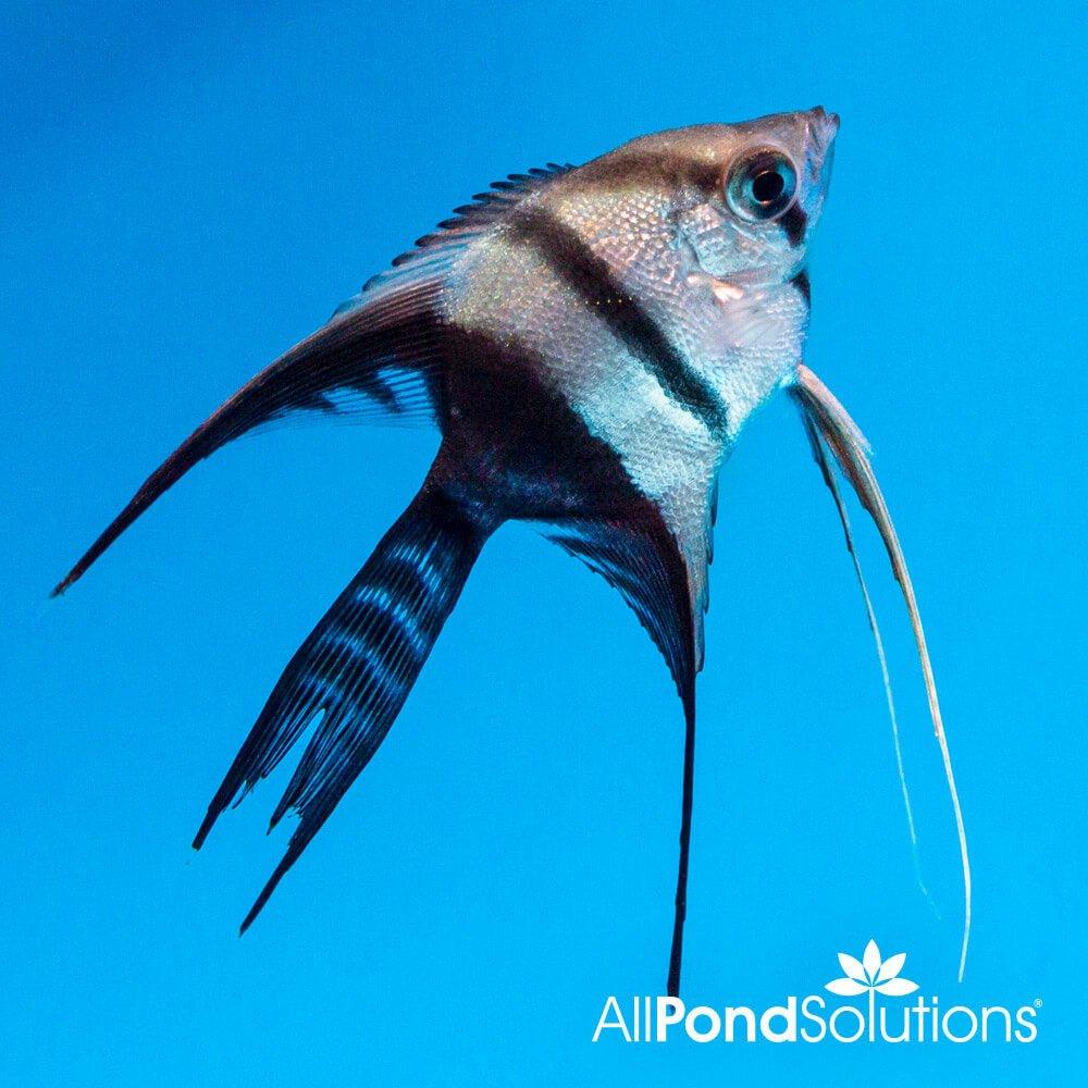 angelfish half black vt pterophyllum scalare allpondsolutions