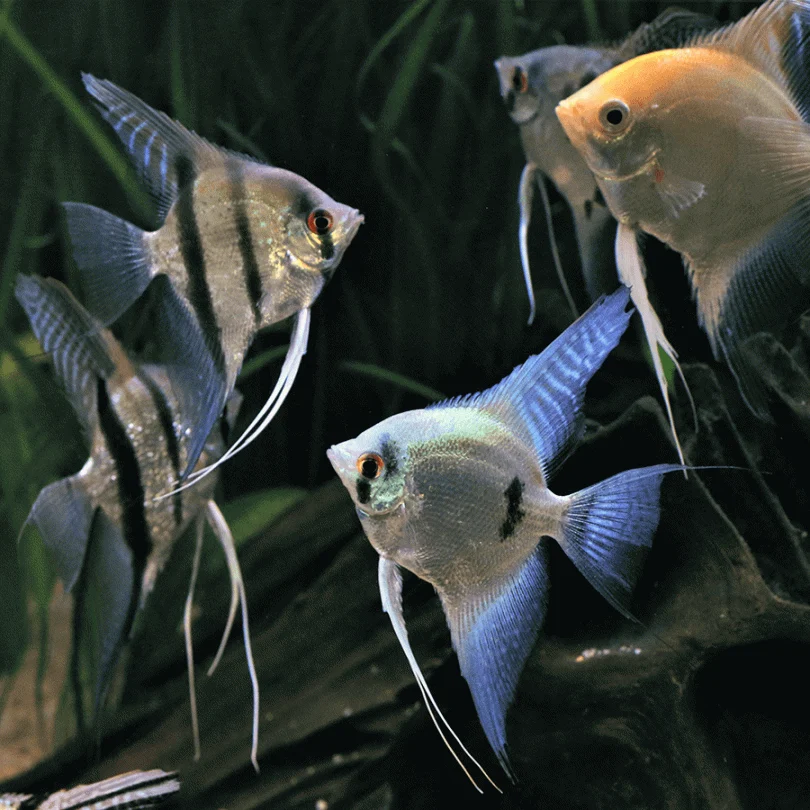 assorted angelfish