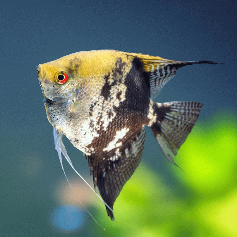 marbled golden angelfish