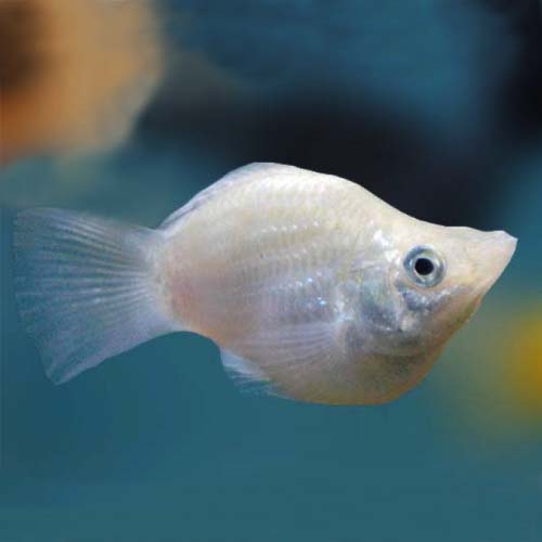 silver balloon molly